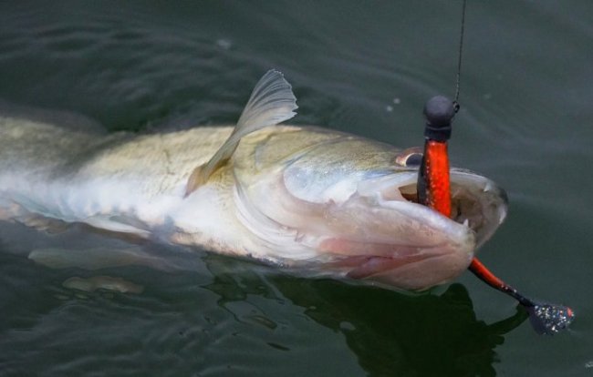 О ловле судака весной после нереста. Рассматриваем его поведение и места стоянок - «Летняя рыбалка»