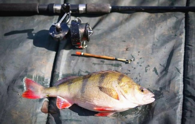 Как можно окуня поймать? О ловле окуня на спиннинг и донную удочку - «Летняя рыбалка»